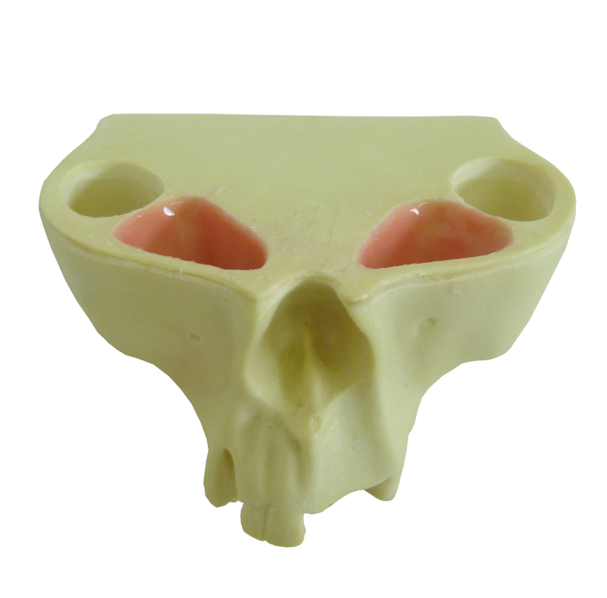 4015 - MAXILLA WITH SOME TEETH