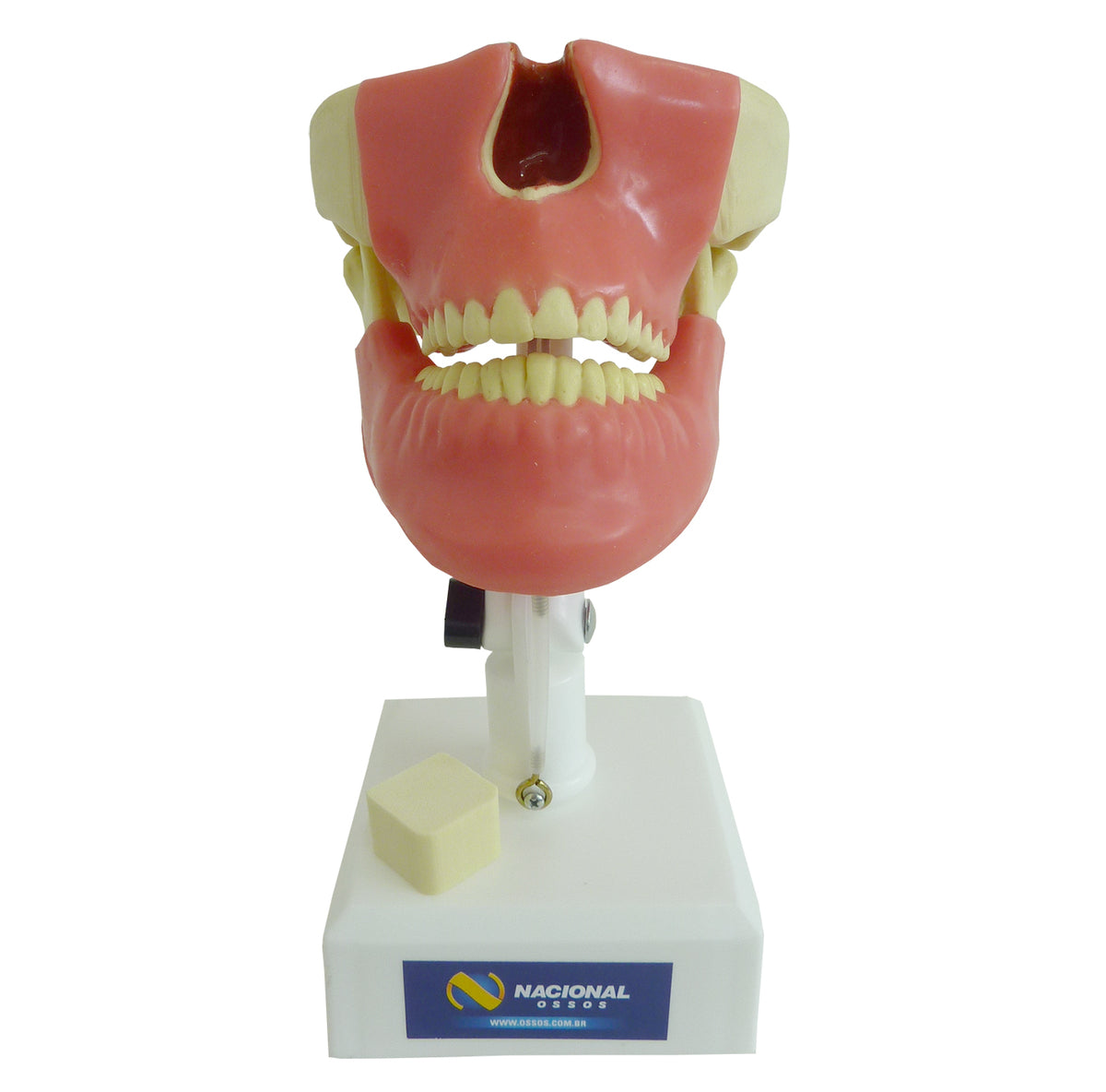 4100G - MODEL WITH ALL TEETH AND GUM