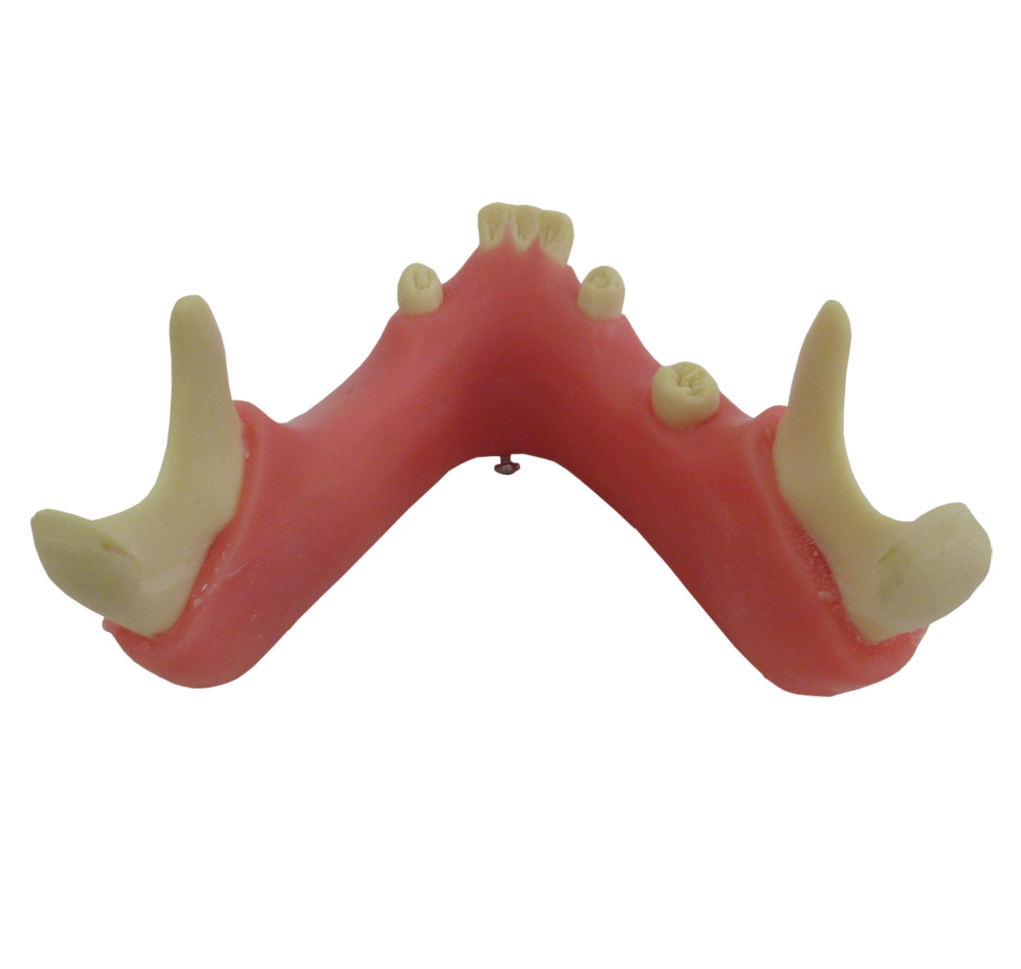 4401G-02 - PREMOLAR MODEL WITH ENCLOSED 3RD MOLAR AND GUM
