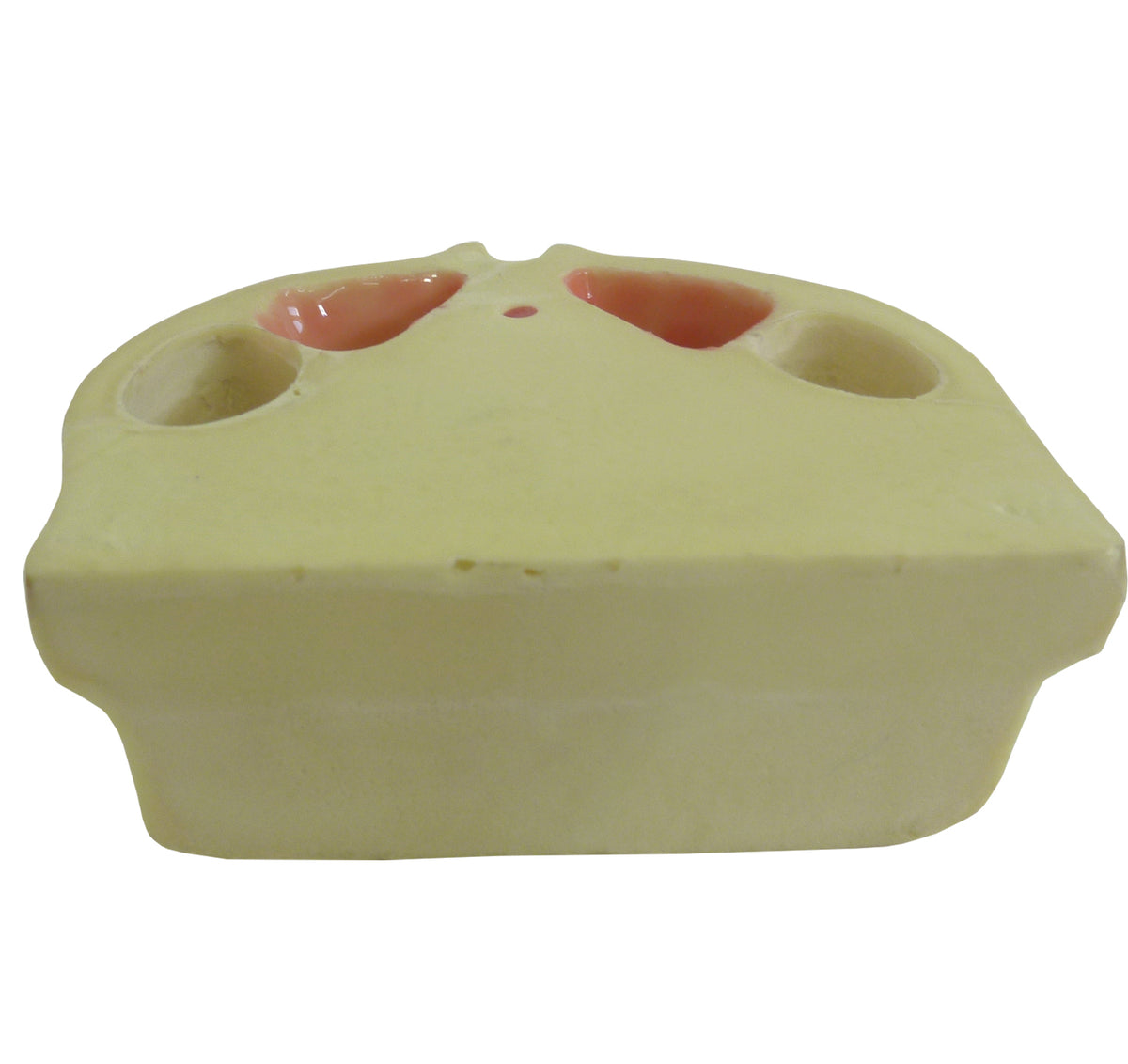 4402G-01 - MAXILLA WITH ALL TEETH AND GUM + 3RD MOLAR ENCLOSED
