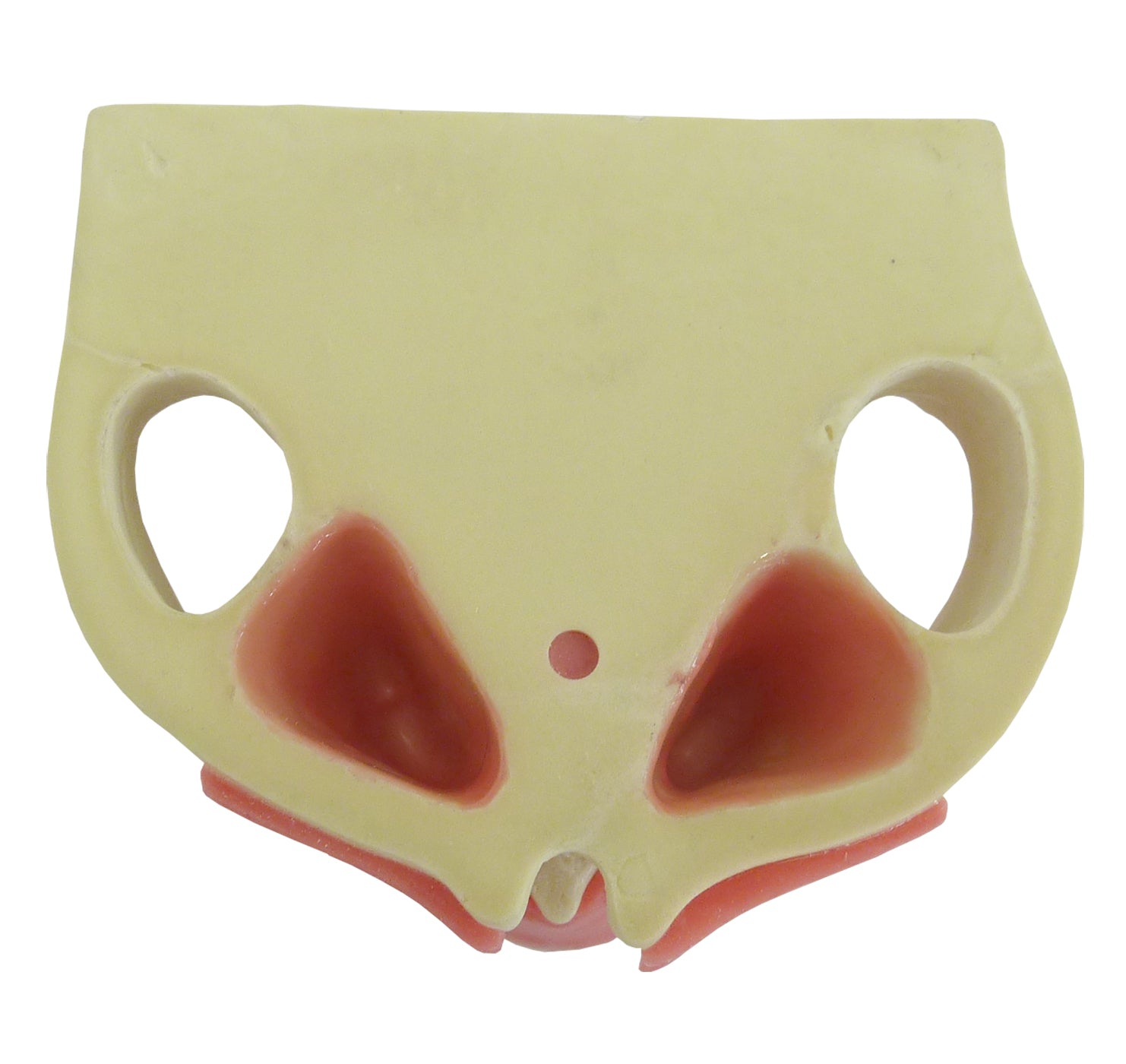 4402G-01 - MAXILLA WITH ALL TEETH AND GUM + 3RD MOLAR ENCLOSED