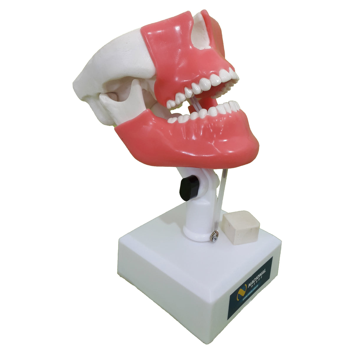 4402G - MODEL WITH ALL TEETH 3RD MOLAR ENCLOSED AND GUM