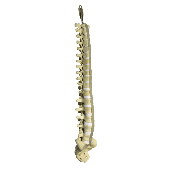 5016 - FULL SPINE WITH SACRUM