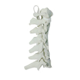 5010 - CERVICAL SPINE