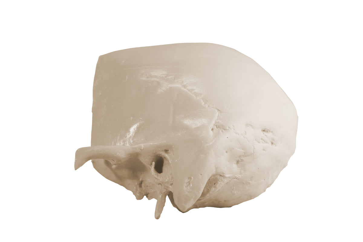 12266 - RADIOPAQUE AURICULAR SKULL WITH SUPPORT BLOCK