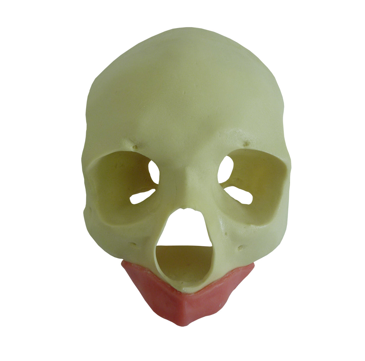 9012G - FRONTAL SKULL - ALL ON 4 - STANDARD WITH GUM