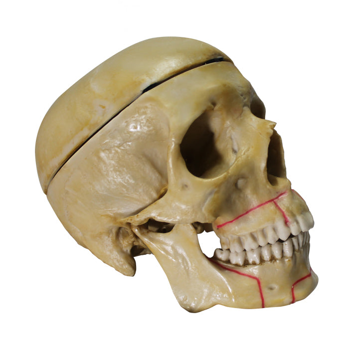 9102 - RESIN SKULL WITH ORTHOGNATIC CUT