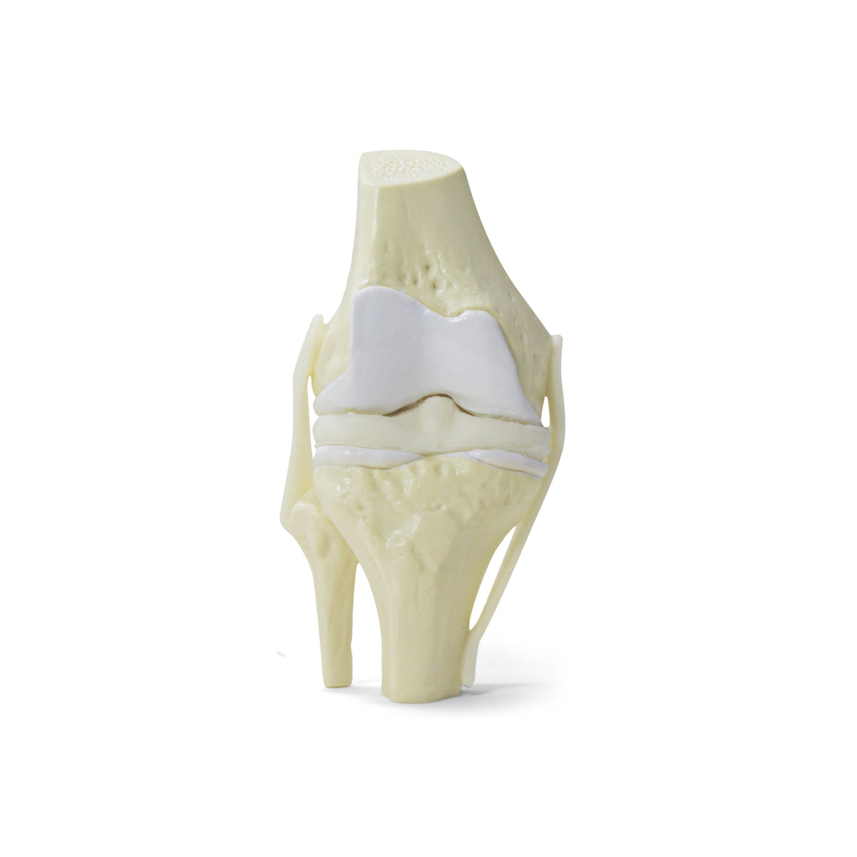 9597-1 - HEALTHY KNEE