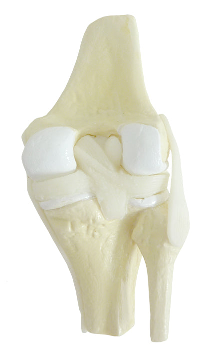 9597-1 - HEALTHY KNEE