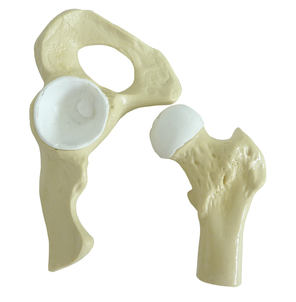 9598-1 - HEALTHY HIP