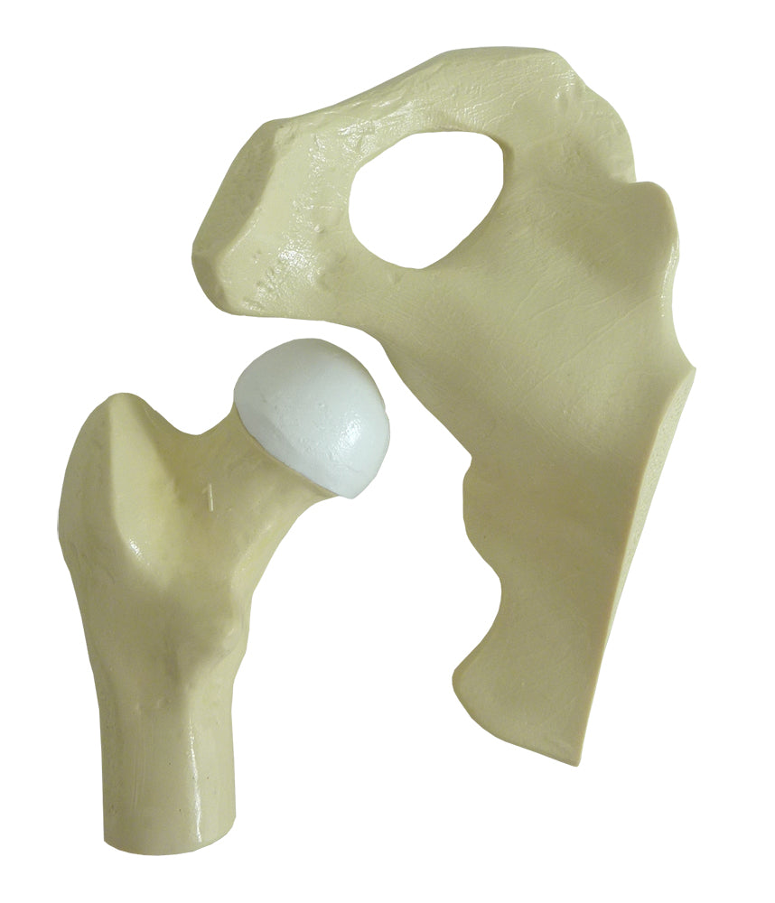 9598-1 - HEALTHY HIP