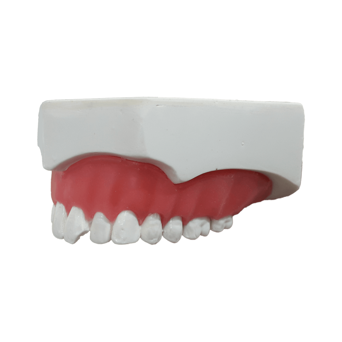 9938G - MAXILLA FOR DENTAL CONTACT LENS WITH GUM