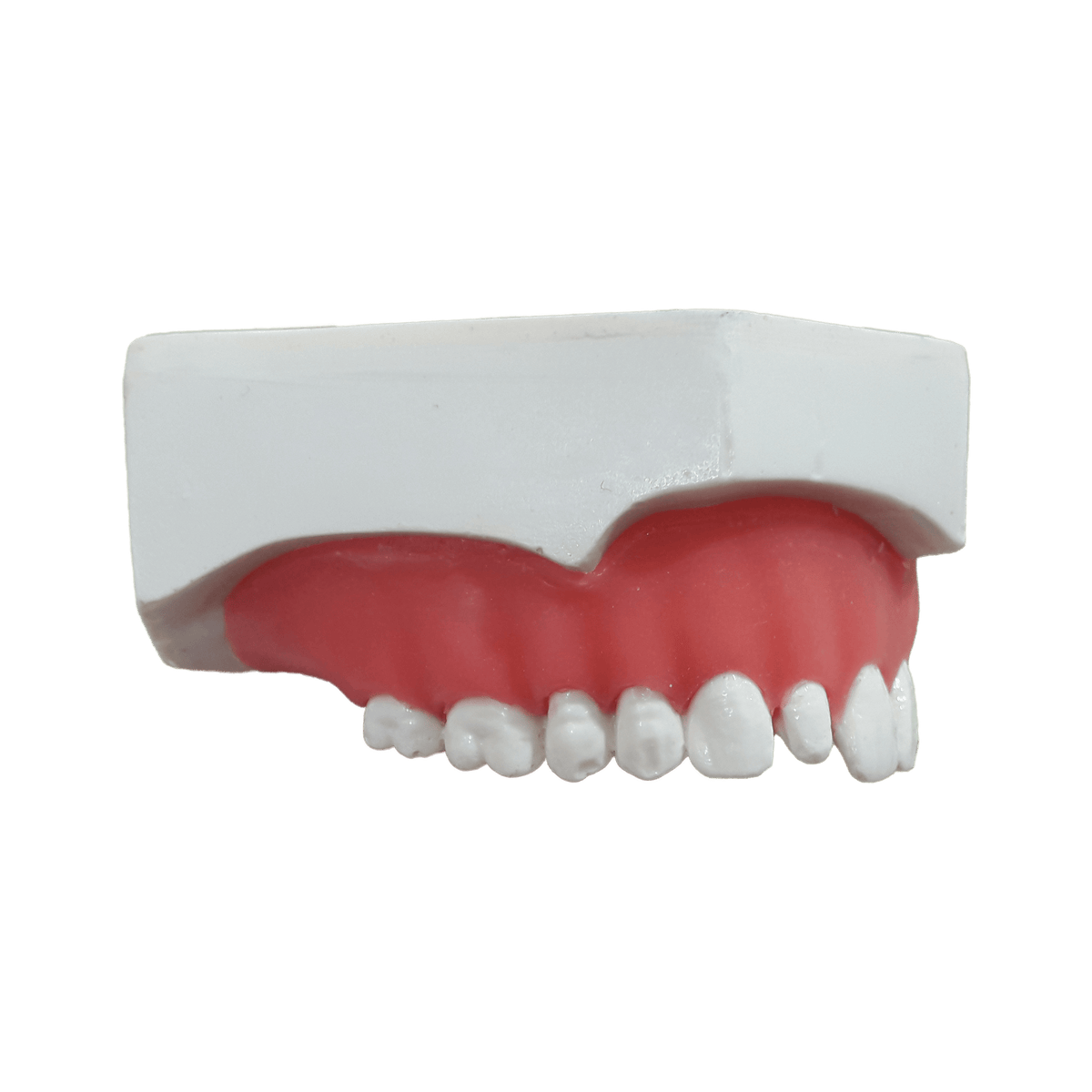 9938G - MAXILLA FOR DENTAL CONTACT LENS WITH GUM