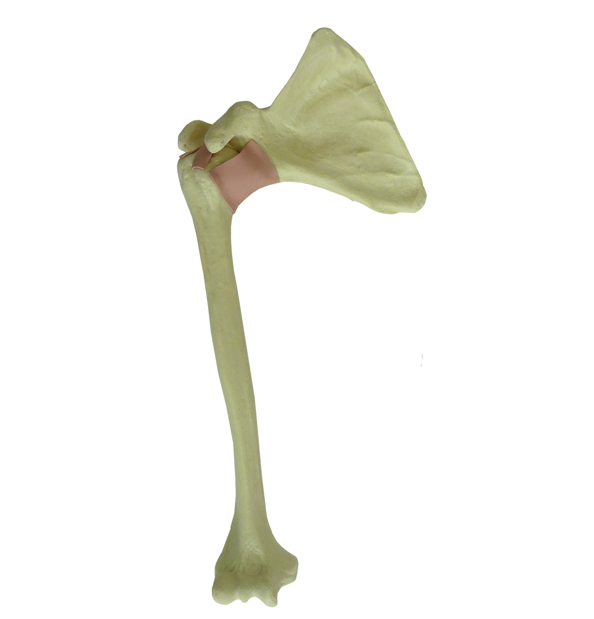 12318 - RADIOPAQUE RIGHT SHOULDER - MODEL 3