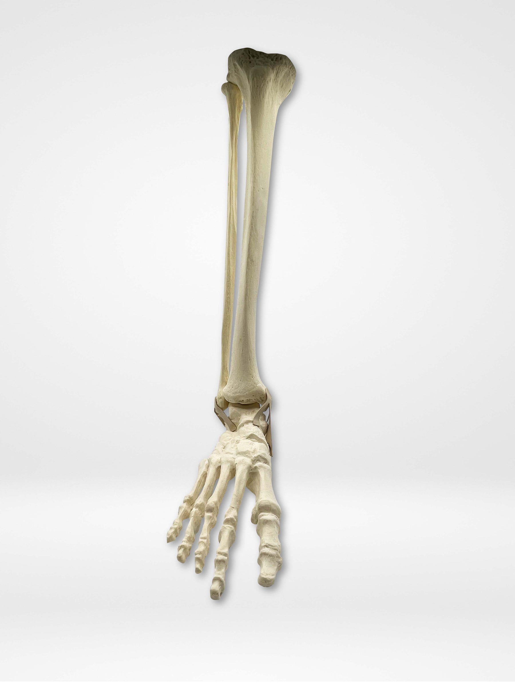 11920 - RIGHT ANKLE