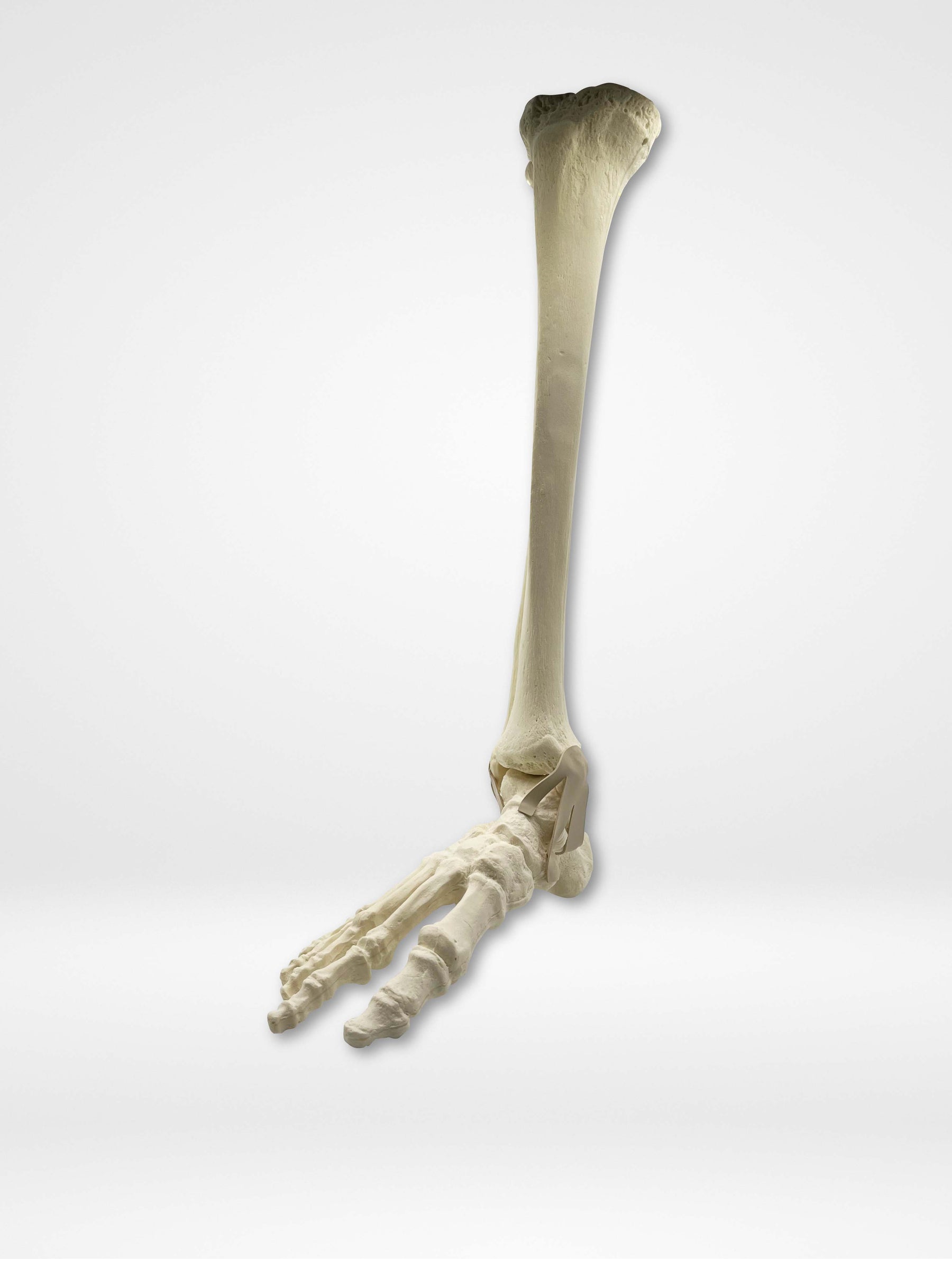 11920 - RIGHT ANKLE