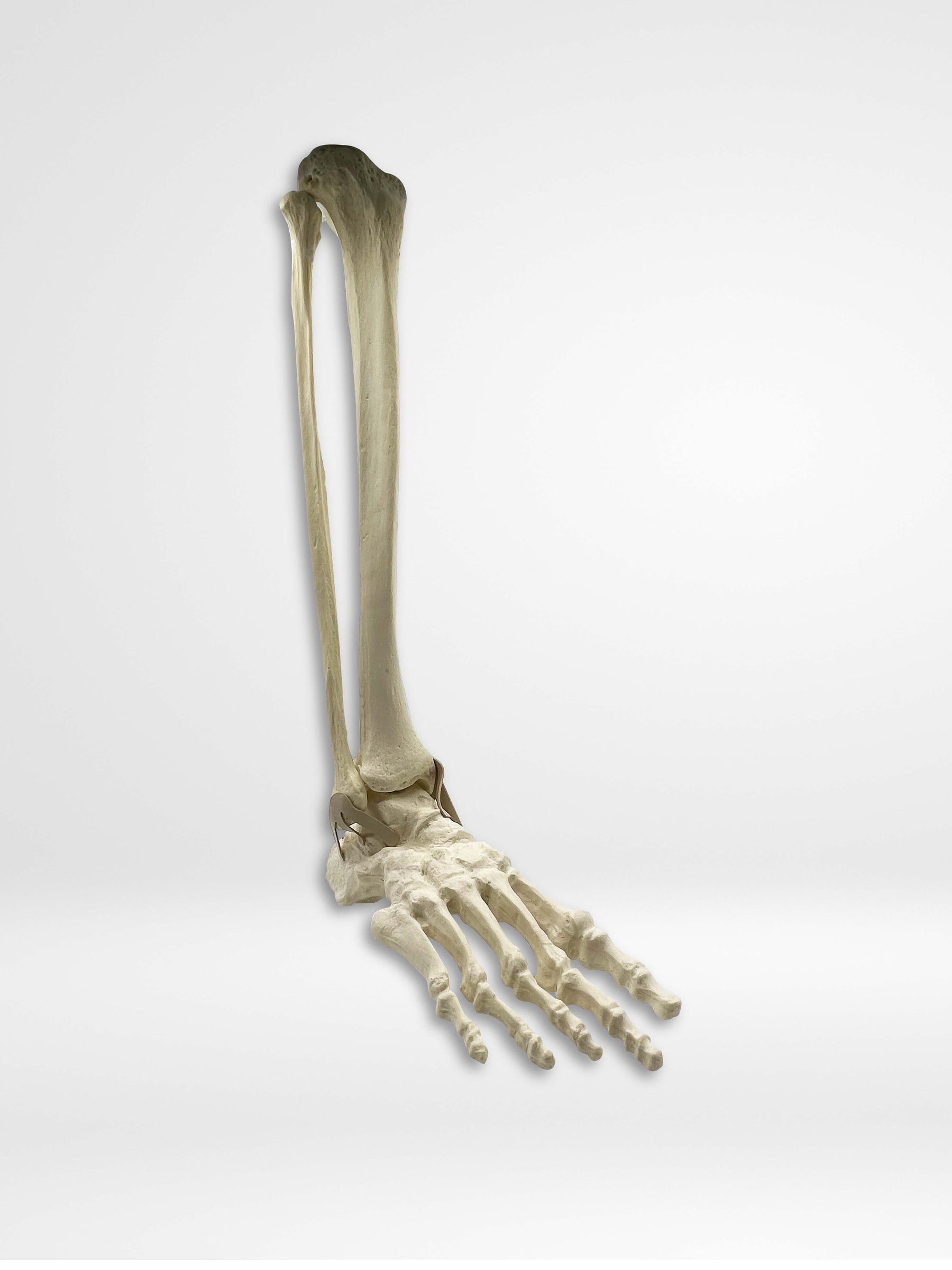 11920 - RIGHT ANKLE