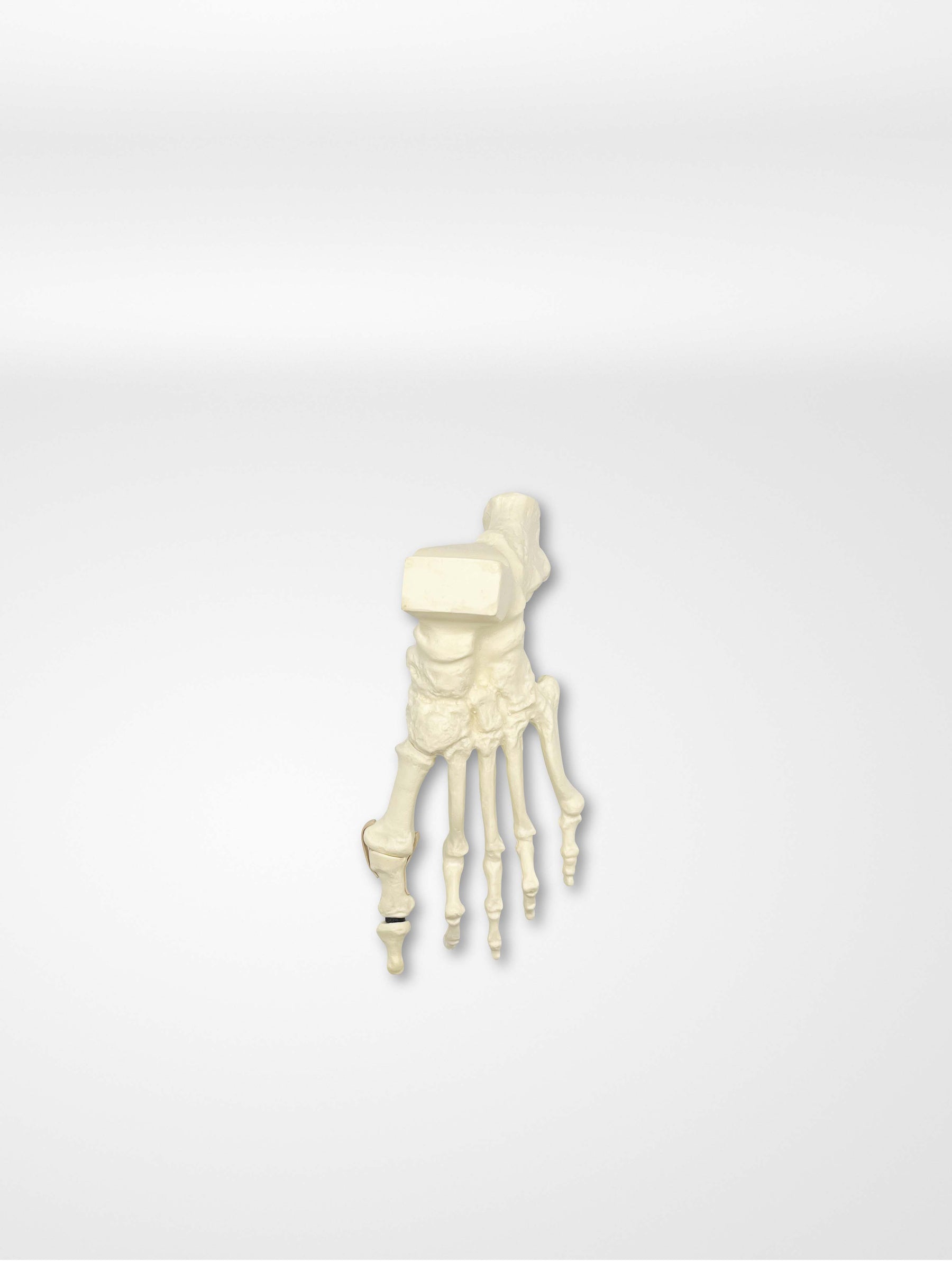 13635 - Rotation Lapidus and MIS Bunion trainer with Deformity