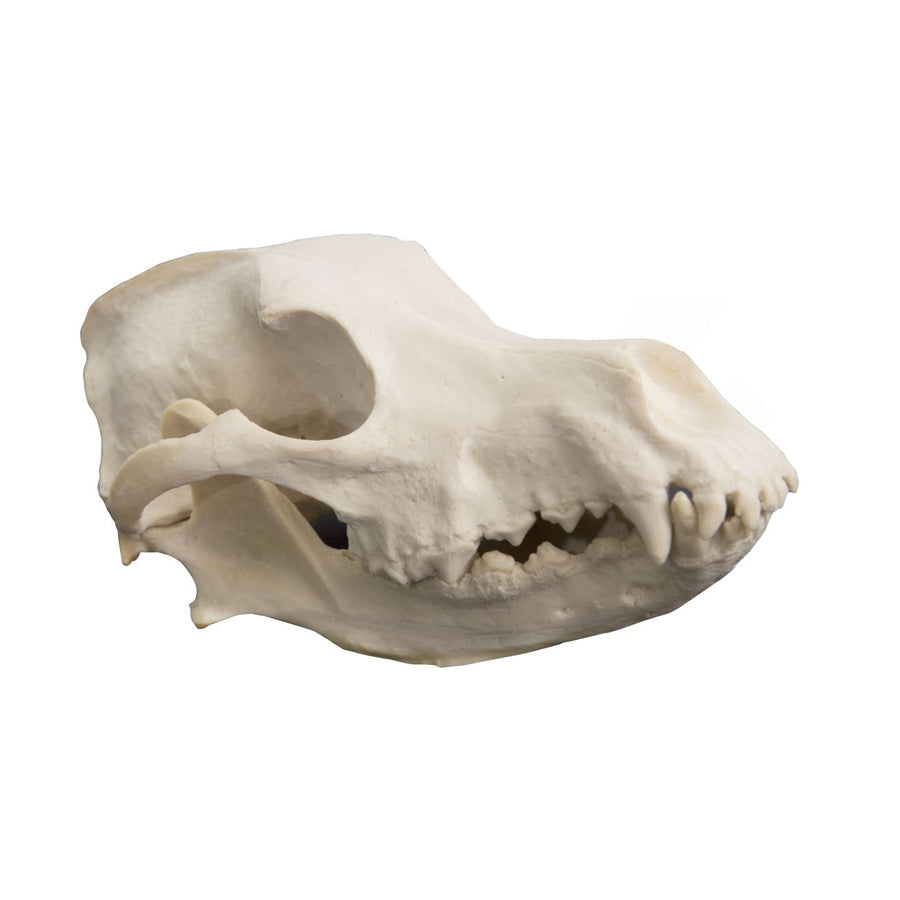 AV101 - CANINE SKULL