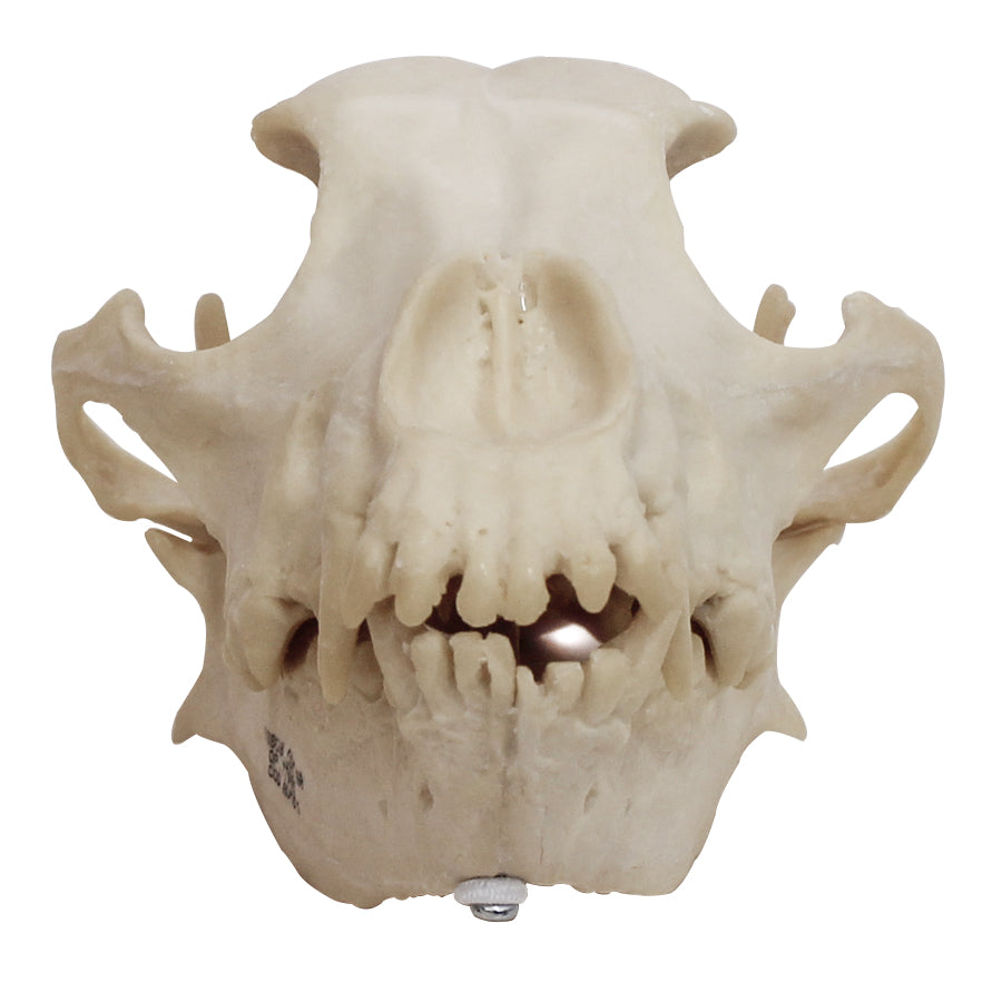AV101 - CANINE SKULL