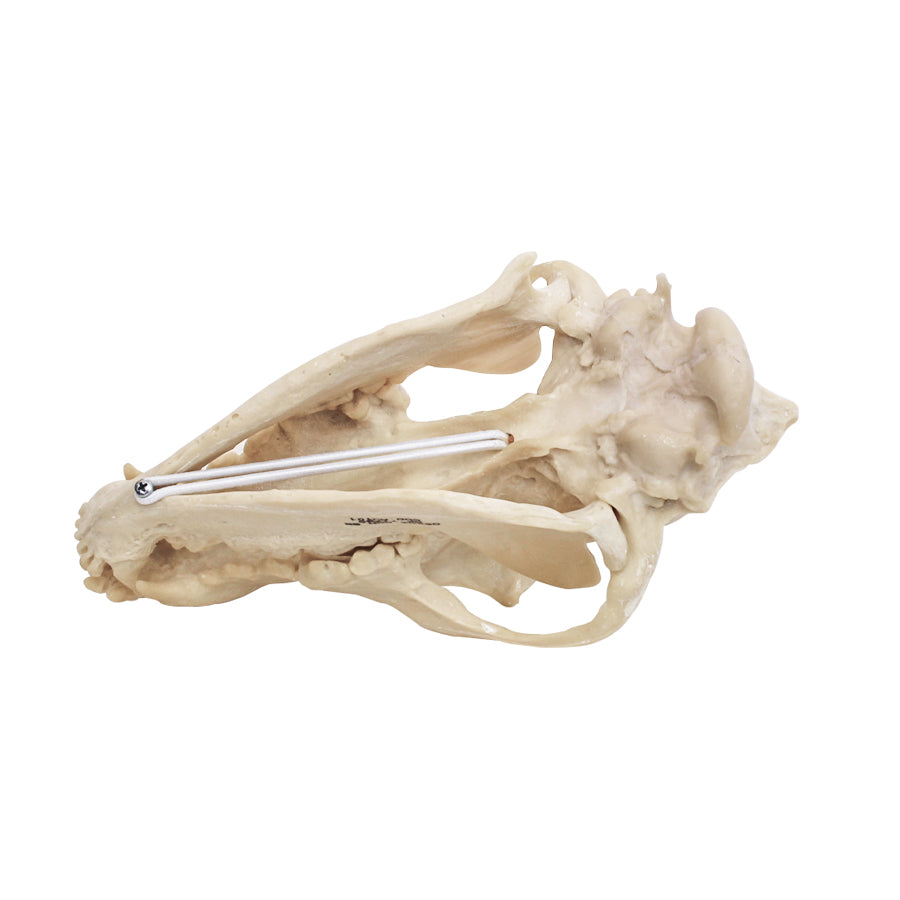 AV101 - CANINE SKULL