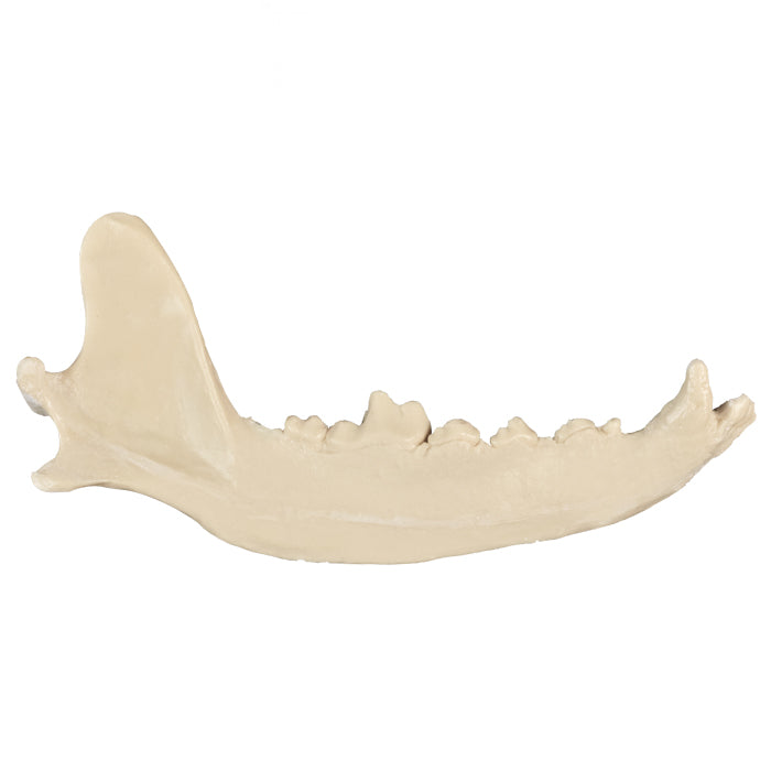 12513 - RADIOPAQUE RIGHT HALF LARGE CANINE MANDIBLE