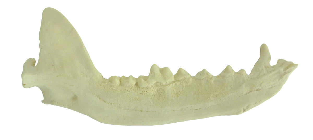 12514 - RADIOPAQUE LEFT HALF LARGE CANINE MANDIBLE