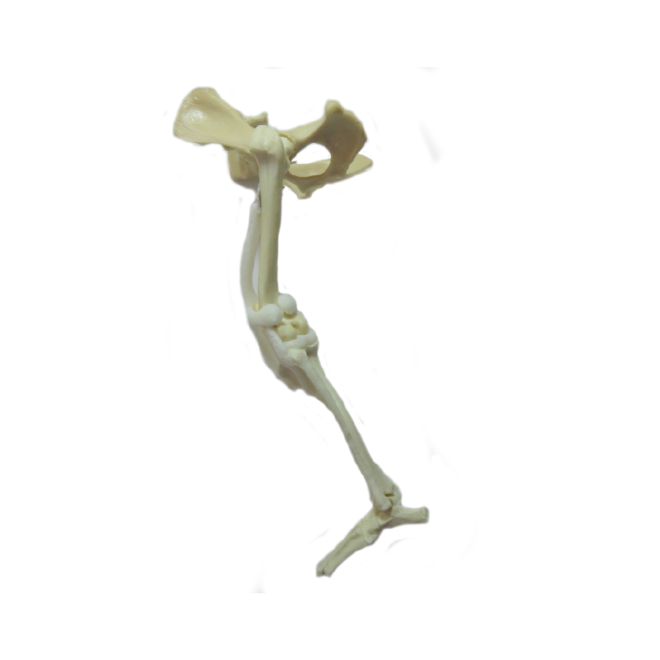 12843 - RADIOPAQUE SMALL CANINE PELVIS WITH LEFT FEMUR,TIBIA,TARSALS AND LIGAMENTS