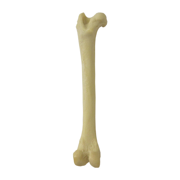 12752 - FELINE LEFT FEMUR