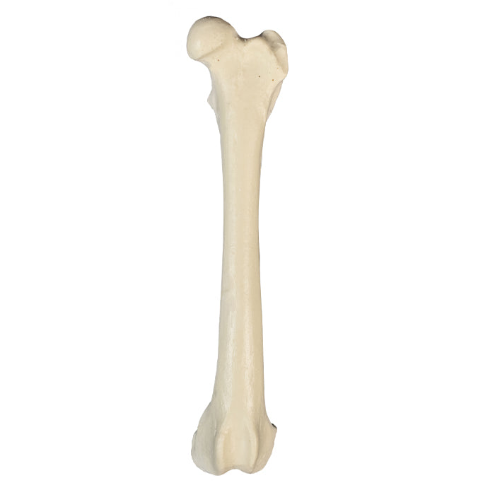 AV203 E - LEFT FEMUR W/ MEDULLAR CANAL AND CANCELLOUS MATERIAL
