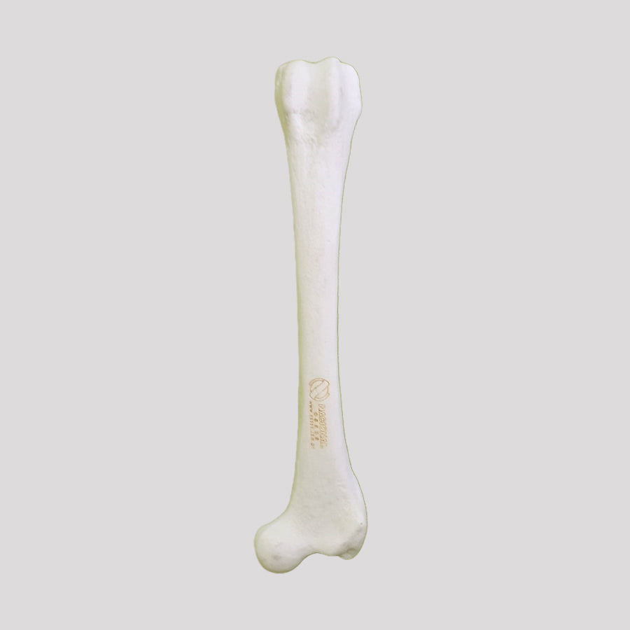 12508 - RADIOPAQUE RIGHT MEDUIM CANINE FEMUR