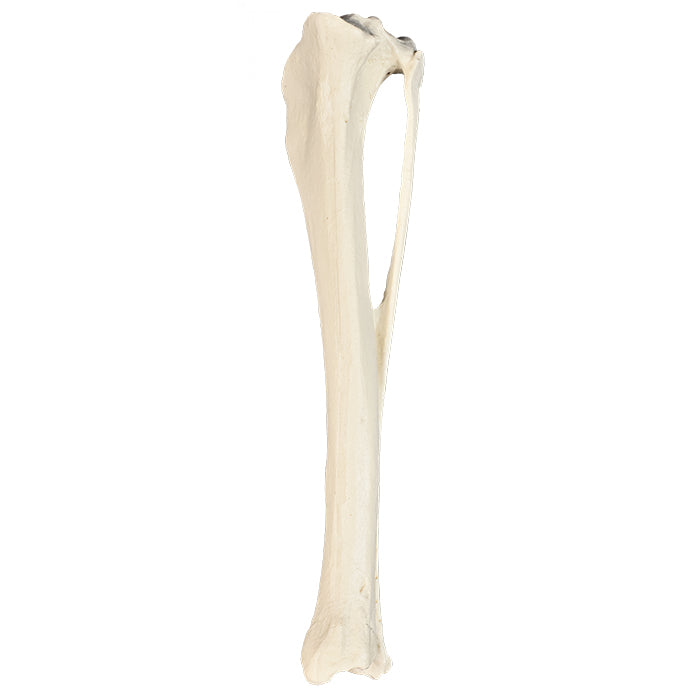 AV210 - RIGHT CANINE TIBIA WITH FIBULA