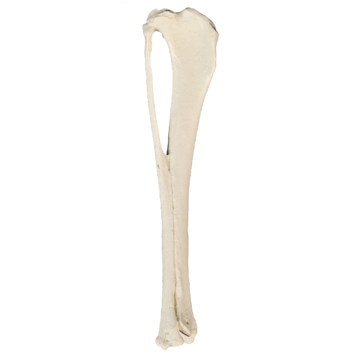 AV210 - RIGHT CANINE TIBIA WITH FIBULA