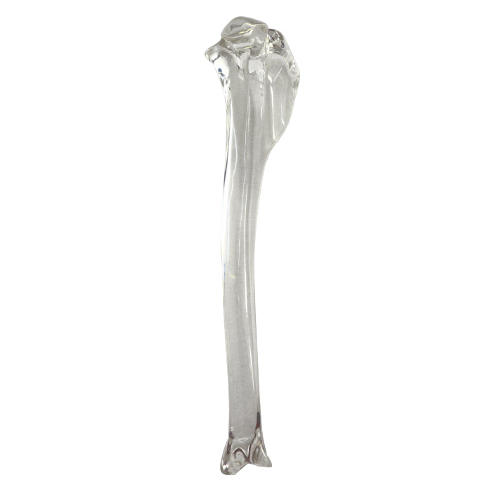 AV210 A - ACRYLIC RIGHT TIBIA