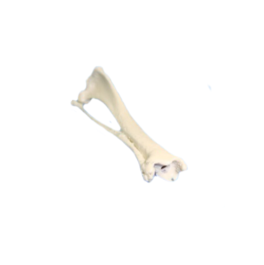 AV211P - RIGHT CANNULATED TIBIA - CANINE - SMALL