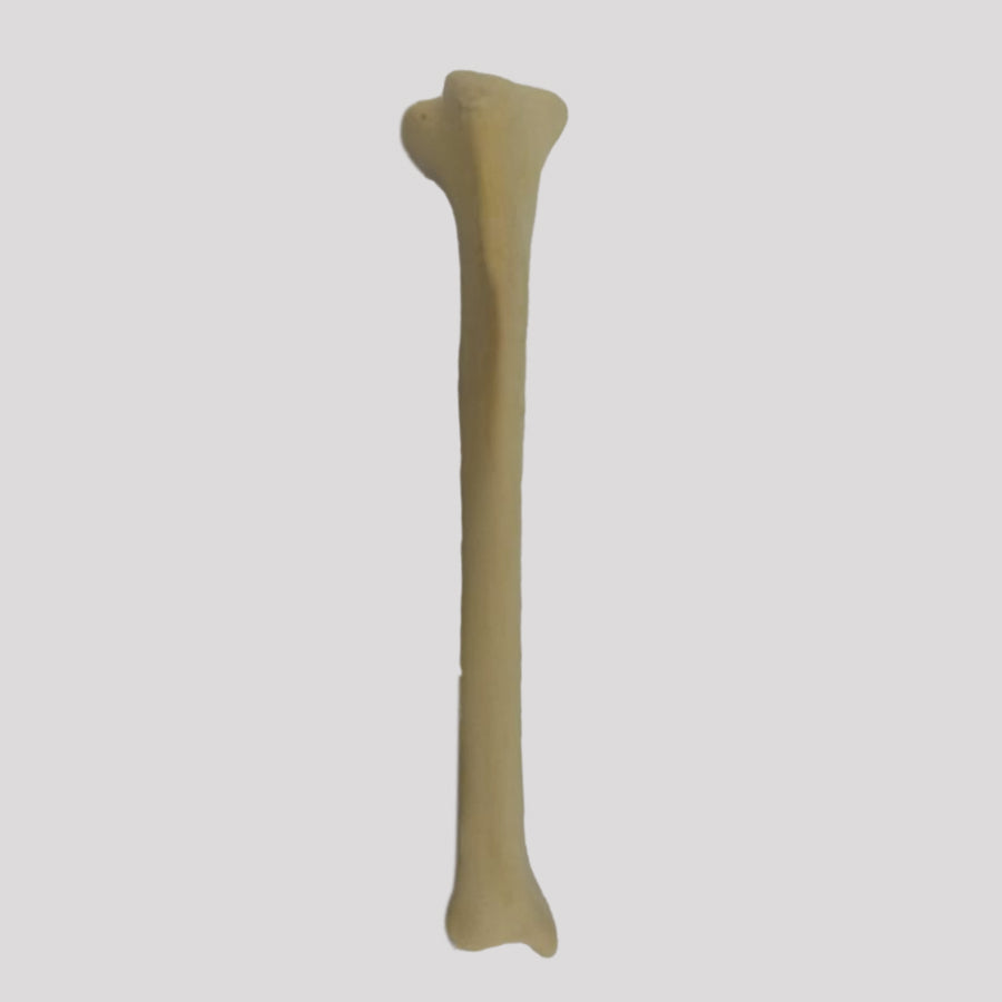 AV212 DE - RIGHT TIBIA - MEDIUM DOG
