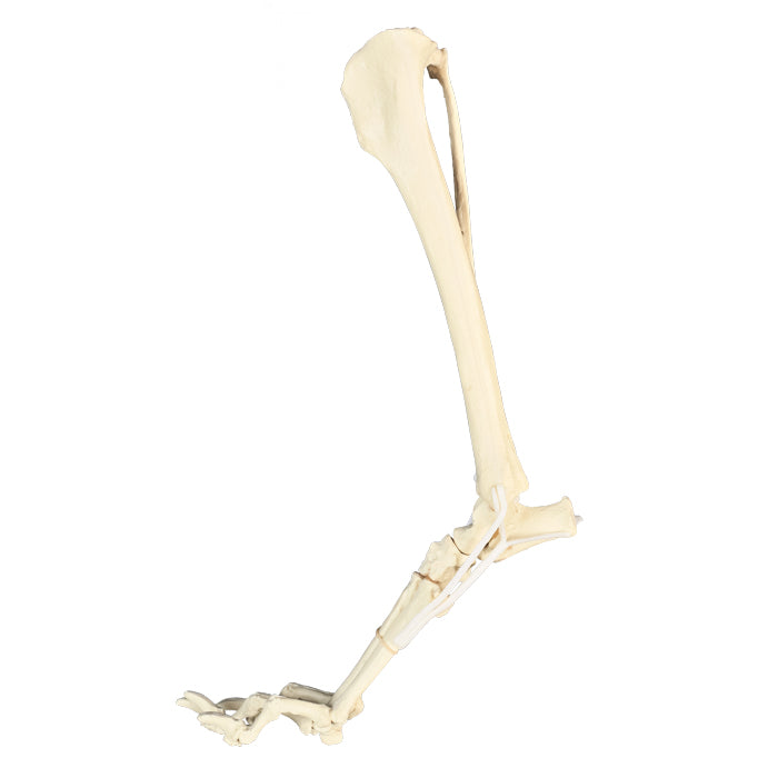 AV215ESP - RIGHT CANINE ANKLE WITH MED. CANAL, CANC. MATERIAL AND LIGAMENTS