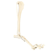 AV215ESP - RIGHT CANINE ANKLE WITH MED. CANAL, CANC. MATERIAL AND LIGAMENTS