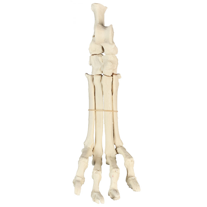 AV220 - RIGHT CANINE TARSUS