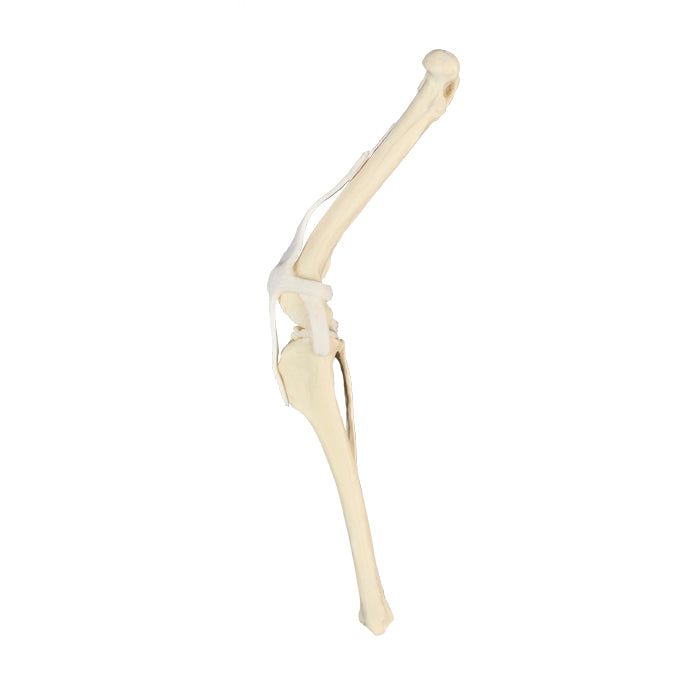 AV250 D - RIGHT CANINE KNEE