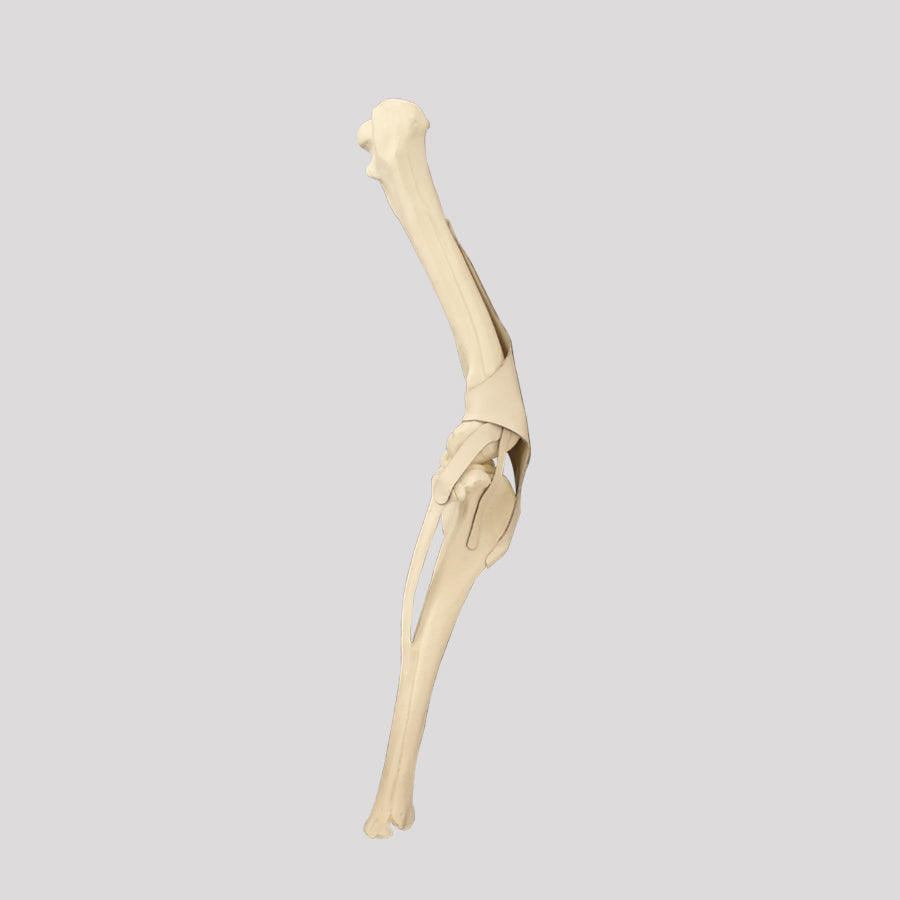 12695 - RIGHT CANINE KNEE WITH PATELLAR DISLOCATION