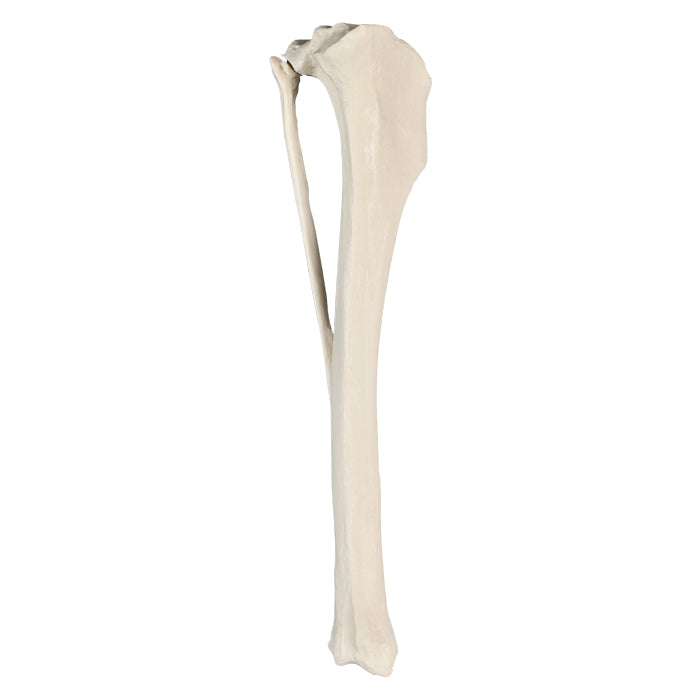AV260 - LEFT CANINE TIBIA WITH FIBULA