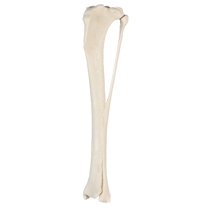12662  - LEFT CANINE TIBIA WITH FIBULA- RADIOPAQUE