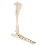 12496 - RADIOPAQUE SMALL CANINE LEFT ANKLE WITH LIGAMENTS