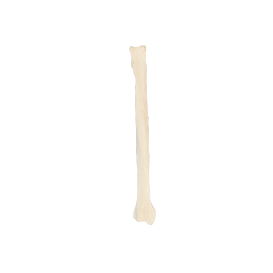 AV310P - RIGHT SMALL CANINE RADIUS