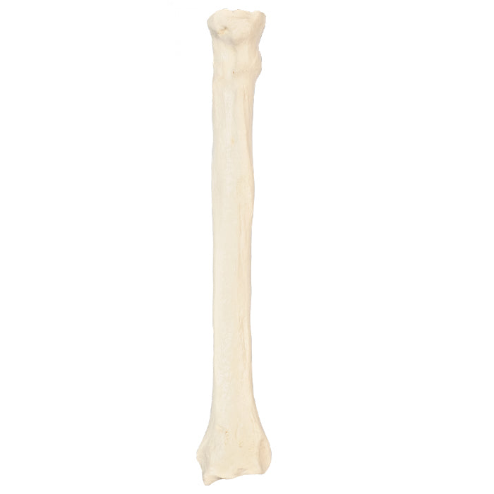 12522 - RADIOPAQUE RIGHT LARGE CANINE RADIUS WITH MEDULLARY CANAL