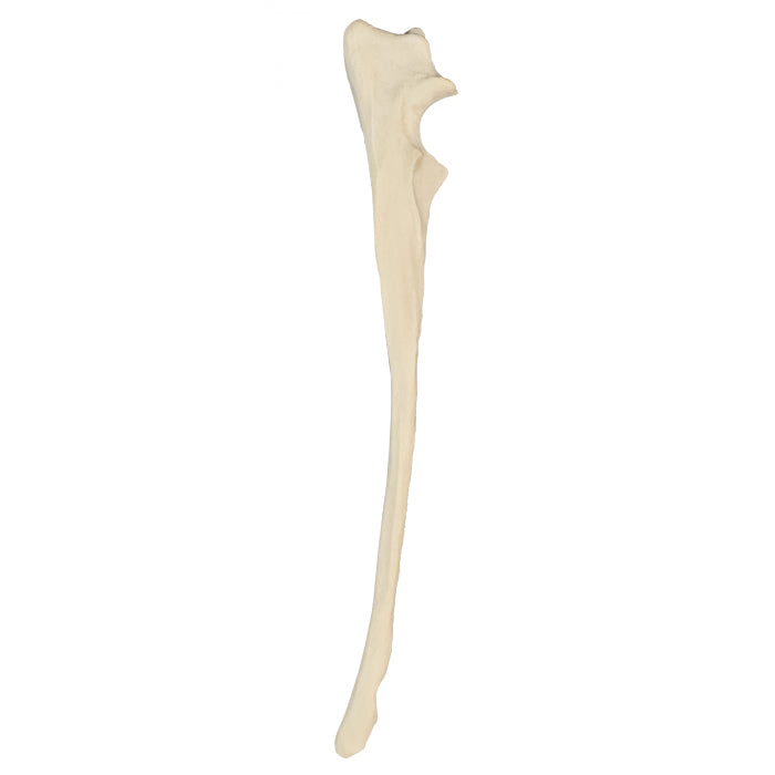 AV320 - RIGHT CANINE ULNA