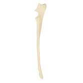AV320 - RIGHT CANINE ULNA
