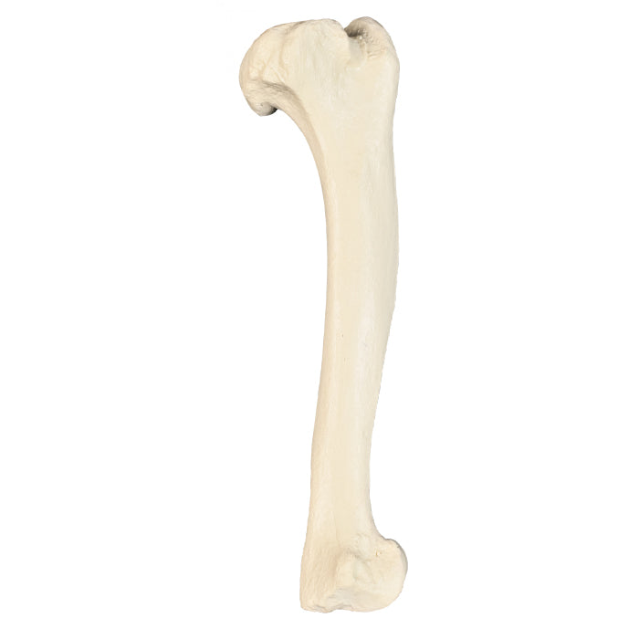 AV350ESP - LEFT CANINE HUMERUS WITH CANC. MATERIAL AND MED. CANAL