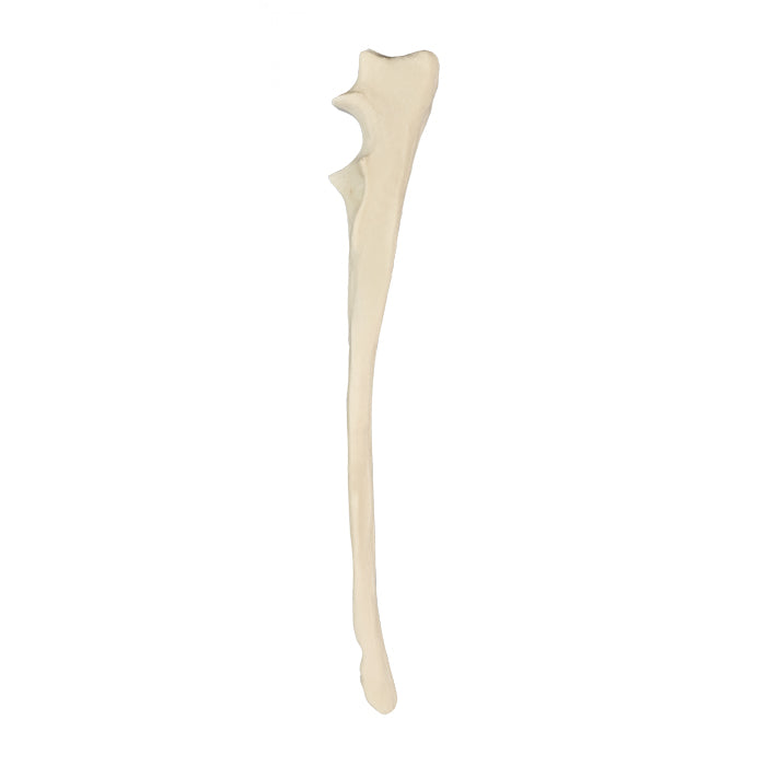 AV370 - LEFT CANINE ULNA